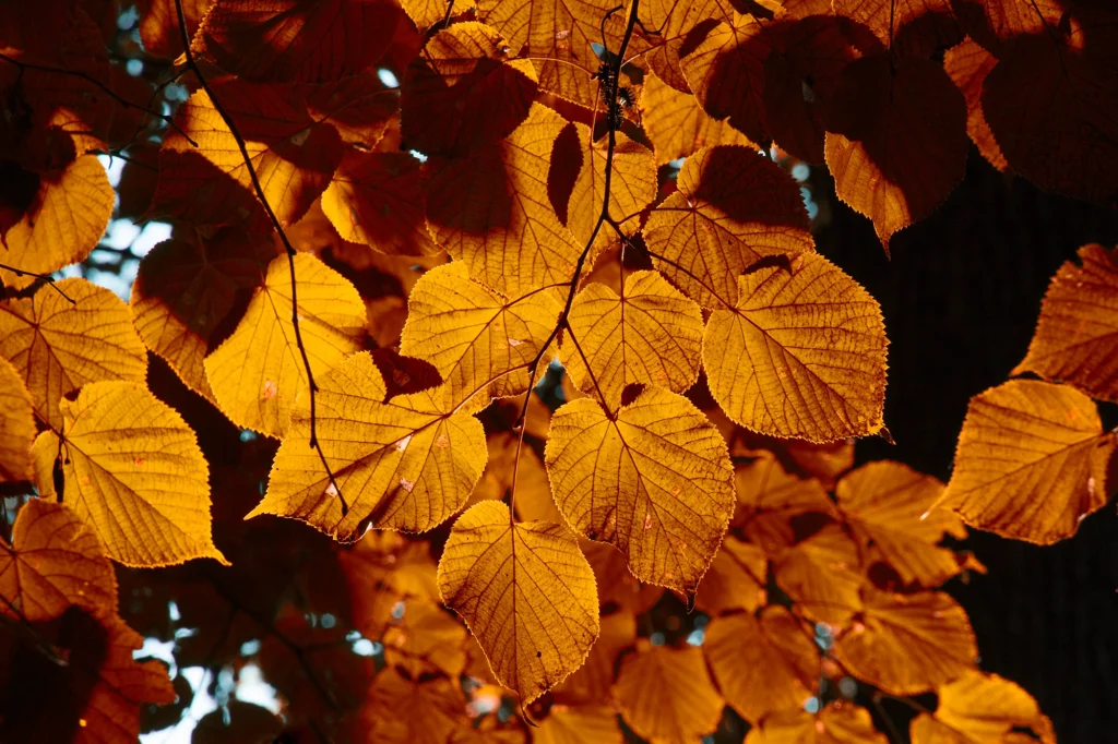 Blätter im Herbst