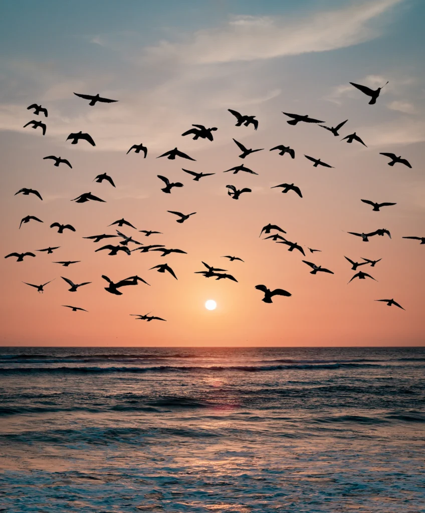 Vögel Meer